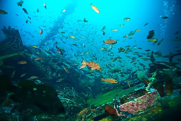 flock of fish in blue sea