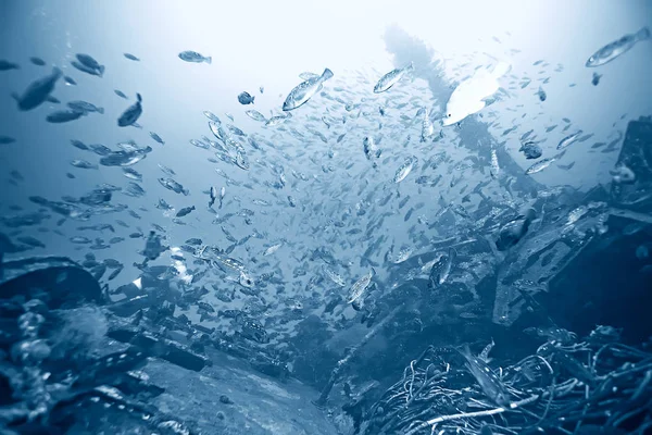 flock of fish in blue sea