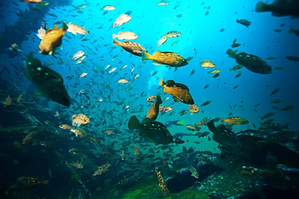 Flock of fish in blue sea — Stock Photo, Image