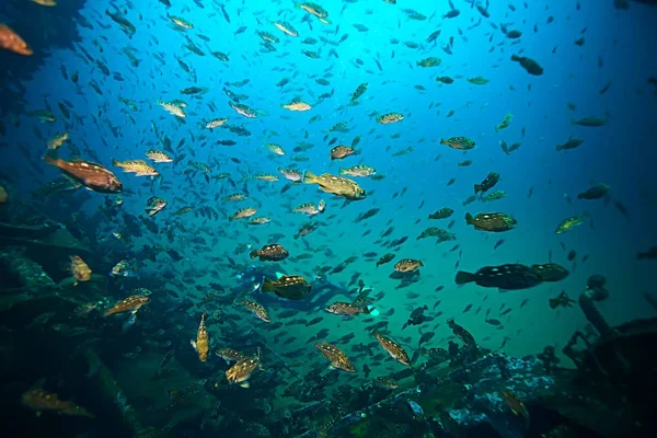 flock of fish in blue sea