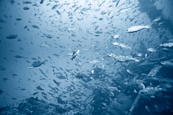 Fischschwärme im blauen Meer — Stockfoto