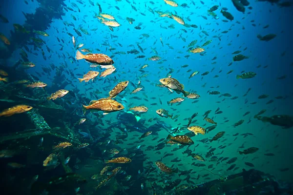 Flock of fish in blue sea — Stock Photo, Image