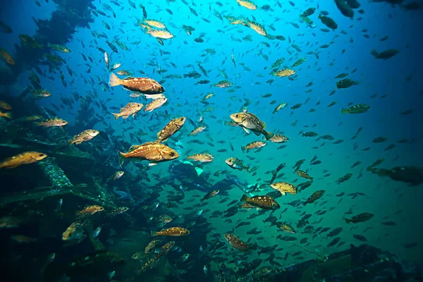 flock of fish in blue sea