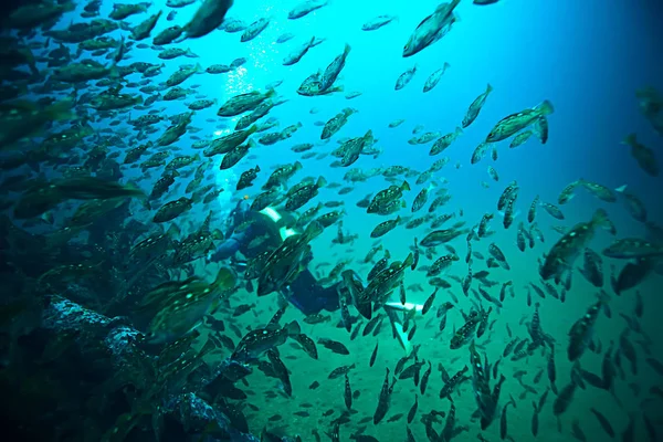 青い海の中の魚の群れ — ストック写真