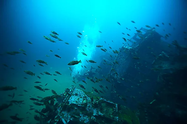 flock of fish in blue sea