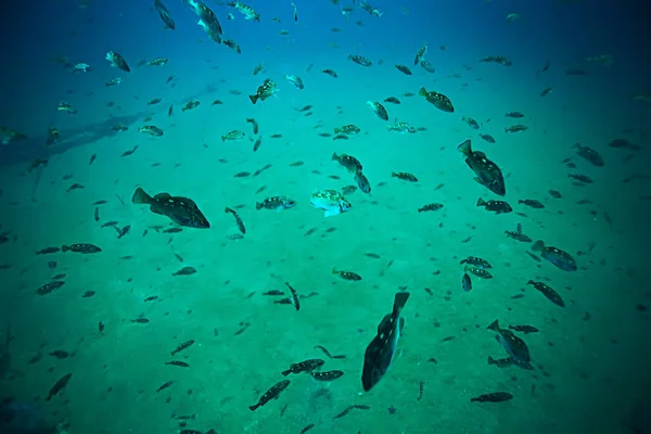 Troupeau de poissons en mer bleue — Photo