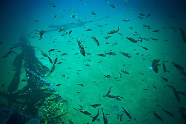 Flock of fish in blue sea — Stock Photo, Image