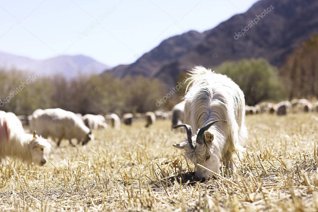 flock of goats grazing against beautiful mountainous landscape