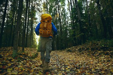 Ormanda sonbahar kampı, erkek bir gezgin ormanda yürüyor, ekimde sarı yapraklar arasında..