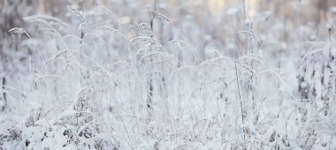 Kış manzarası, çimen, kar, Noel, doğanın beyaz fotoğrafı, karla kaplı.