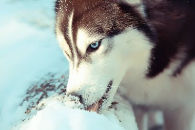Çok renkli gözleri olan iri yapılı, yürüyüşte kar yiyen, kışın bir köpeğin portresini yiyen.