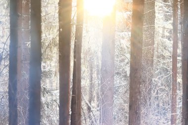 Ormandaki kış manzarası, güzel karla kaplı ağaçlar mevsimlik doğa manzarası, Noel sabahı kar yağışı.