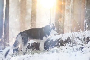 Yürüyüşe çıkmış iri yapılı bir portre, doğadaki güzel bir köpek, arkadaşlık, evcil hayvan.