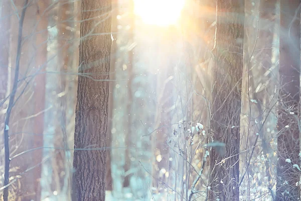 Paisaje Invierno Bosque Hermosos Árboles Cubiertos Nieve Vista Naturaleza Estacional — Foto de Stock