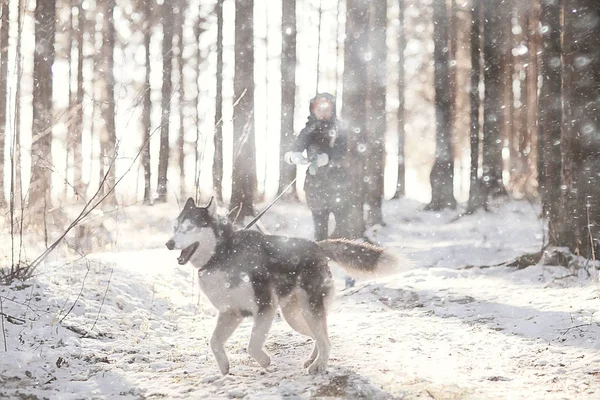 Barn Leker Med Hund Vinterlandskapet Solig Skog Snöfall Flickor Och — Stockfoto