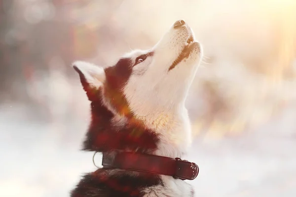 Winter Husky Portrait Walk Beautiful Dog Nature Friendship Pet — Stock Photo, Image