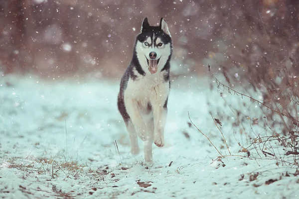 Lustige Huskys Laufen Winter Durch Den Wald Ein Spaziergang Frostigen — Stockfoto