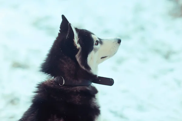 Χειμώνα Πορτρέτο Husky Μια Βόλτα Όμορφο Σκυλί Στη Φύση Φιλία — Φωτογραφία Αρχείου