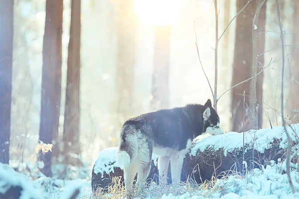 Retrato Husky Invierno Paseo Hermoso Perro Naturaleza Amistad Mascota — Foto de Stock