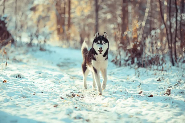 Funny Husky Runs Forest Winter Walk Frosty Snowy Forest Cute — Stock Photo, Image