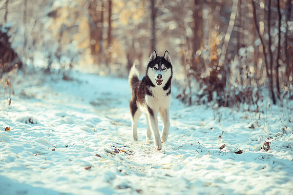 Funny husky runs through the forest in winter, a walk in the frosty snowy forest, a cute husky in the winter landscape