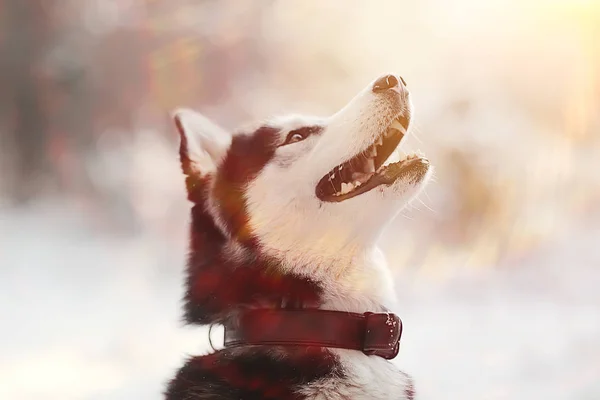Зимний Портрет Хаски Прогулке Красивая Собака Природе Дружба Питомец — стоковое фото