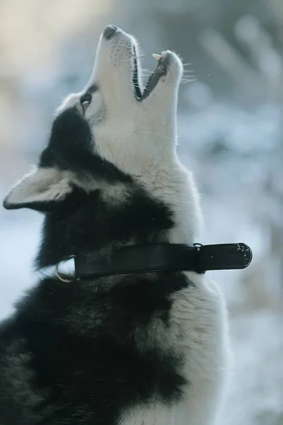 Winter Husky Portret Een Wandeling Mooie Hond Natuur Vriendschap Huisdier — Stockfoto