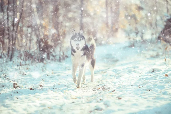 Wilk Lesie Zimowym Dzika Północna Przyroda Krajobraz Zwierzętami — Zdjęcie stockowe