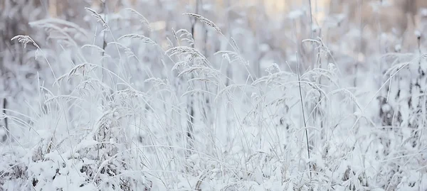 Winter Landscape Grass Snow Frost Christmas White Photo Nature Covered — Stock Photo, Image