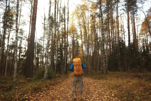 여행자 속에서 야영을 있습니다 노란색 나뭇잎 풍경인 있습니다 — 스톡 사진