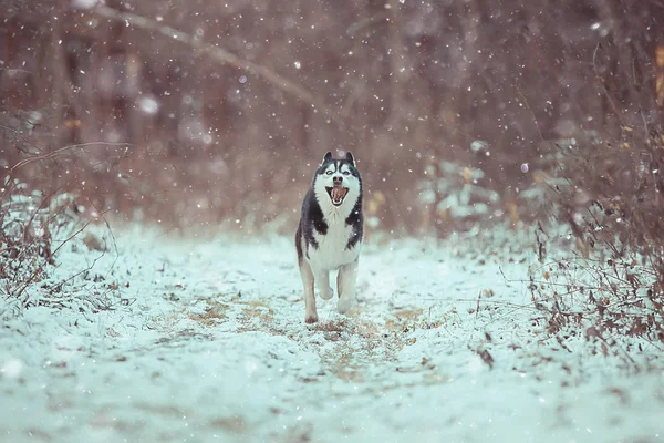 Amuzant Husky Trece Prin Pădure Timpul Iernii Plimbare Pădurea Înghețată — Fotografie, imagine de stoc