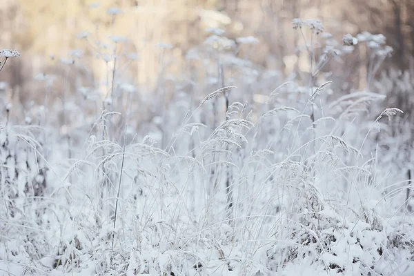 Winter Landschap Gras Sneeuw Vorst Kerst Witte Foto Natuur Bedekt — Stockfoto