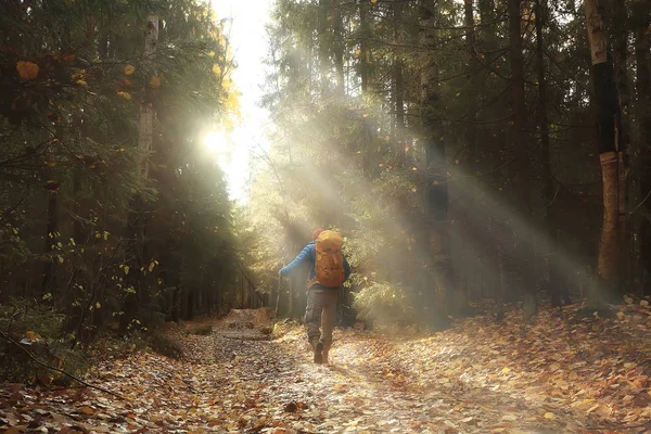 Őszi Túra Hátizsákkal Napsugarak Őszi Táj Egy Ember Erdőben Vakító — Stock Fotó