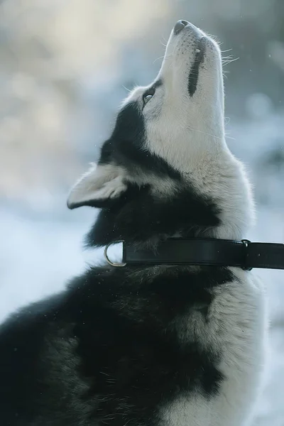 Winter Husky Portret Een Wandeling Mooie Hond Natuur Vriendschap Huisdier — Stockfoto