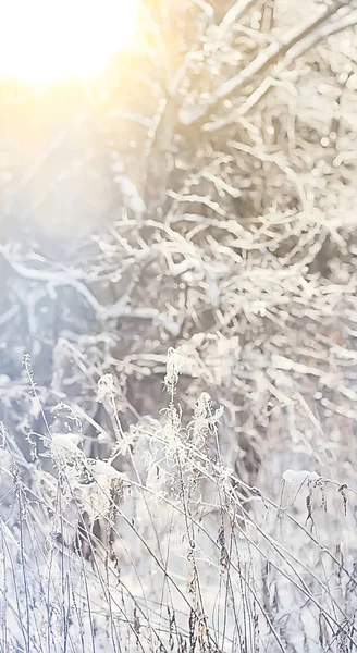 아름다운 눈덮인 나무들 계절의 크리스마스 아침의 — 스톡 사진