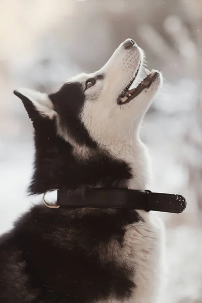 Retrato Husky Invierno Paseo Hermoso Perro Naturaleza Amistad Mascota —  Fotos de Stock