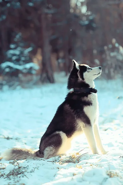 Zimní Husky Portrét Procházce Krásný Pes Přírodě Přátelství Domácí Mazlíček — Stock fotografie