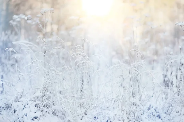 Зимовий Пейзаж Трава Снігові Морози Різдвяні Білі Фото Природі Вкриті — стокове фото
