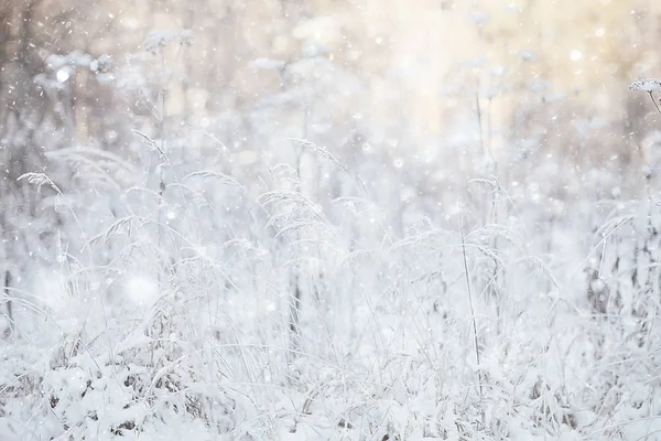 Zimní Krajina Tráva Sníh Mráz Vánoce Bílá Fotografie Přírodě Pokryté — Stock fotografie