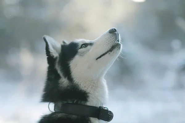 Winter Husky Porträt Auf Einem Spaziergang Schöner Hund Der Natur — Stockfoto