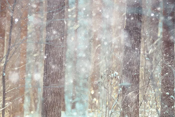 Paysage Hivernal Dans Forêt Beaux Arbres Enneigés Vue Sur Nature — Photo