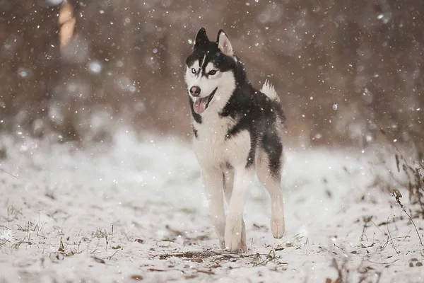 Lustige Huskys Laufen Winter Durch Den Wald Ein Spaziergang Frostigen — Stockfoto