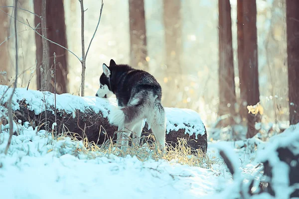 Lupo Nella Foresta Invernale Natura Selvaggia Del Nord Paesaggio Con — Foto Stock