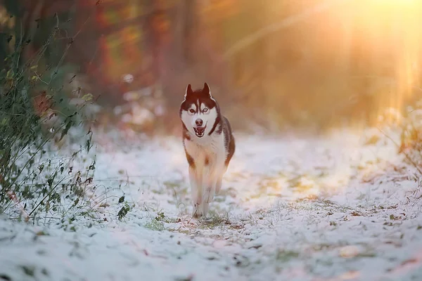 funny husky runs through the forest in winter, a walk in the frosty snowy forest, a cute husky in the winter landscape