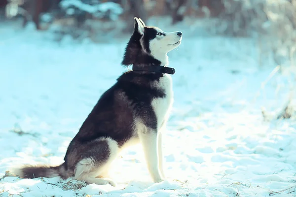 散歩中の冬のハスキーの肖像 自然界の美しい犬 ペット — ストック写真