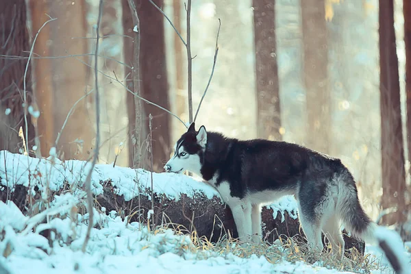 Husky Com Olhos Multicores Come Neve Passeio Retrato Cão Inverno — Fotografia de Stock