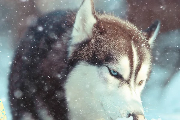 Хаскі Різнокольоровими Очима Їсть Сніг Прогулянці Портрет Собаки Взимку — стокове фото