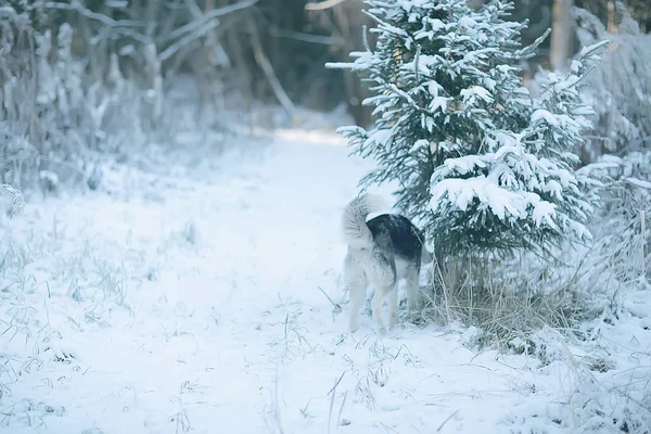 Krajobraz Zimowy Lesie Przepiękne Pokryte Śniegiem Drzewa Sezonowy Widok Przyrodę — Zdjęcie stockowe