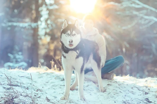Хлопець Собакою Гуляє Зимовому Лісі Сонячний Різдвяний Пейзаж Друзі Природі — стокове фото