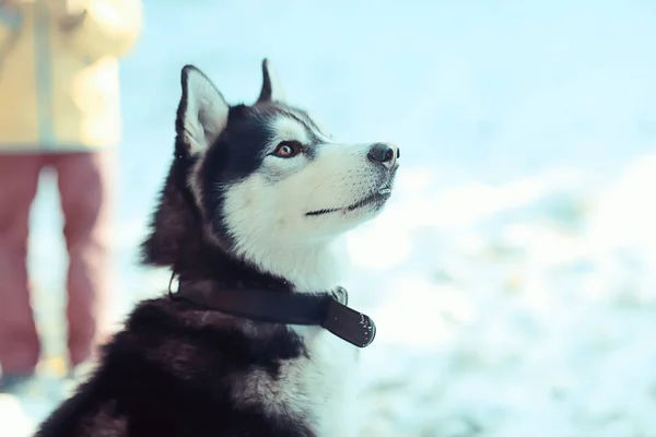 Winter Husky Portrait Walk Beautiful Dog Nature Friendship Pet — Stockfoto